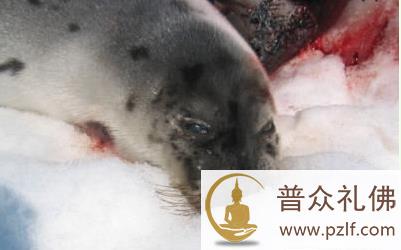 影星呼吁拒绝海豹制品——动物保护主义者